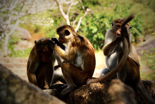 点此在新窗口浏览图片