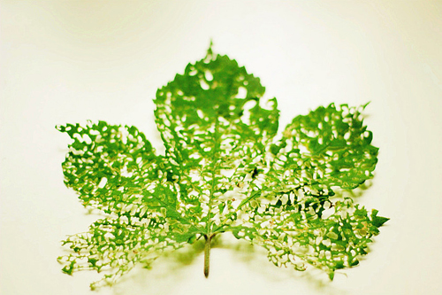 点此在新窗口浏览图片