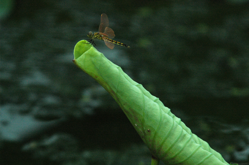 点此在新窗口浏览图片