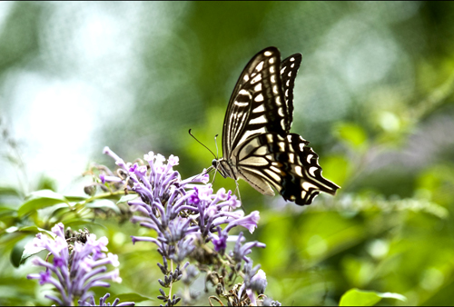 点此在新窗口浏览图片