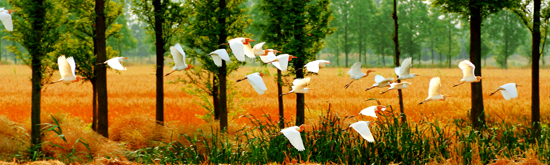 点此在新窗口浏览图片