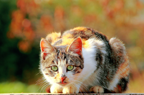 点此在新窗口浏览图片