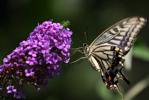 点此在新窗口浏览图片