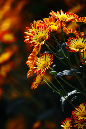 点此在新窗口浏览图片