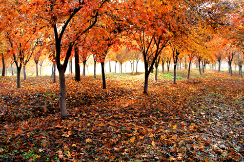 点此在新窗口浏览图片