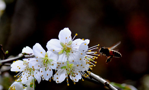 点此在新窗口浏览图片