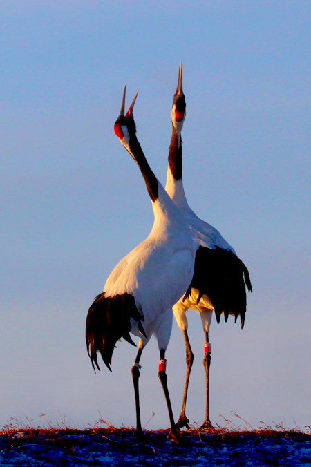 点此在新窗口浏览图片