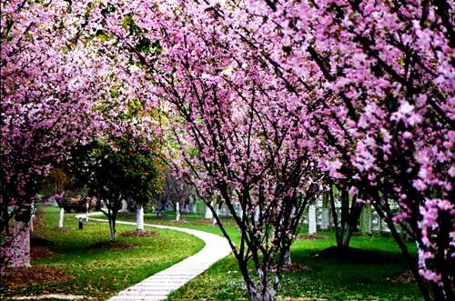 点此在新窗口浏览图片