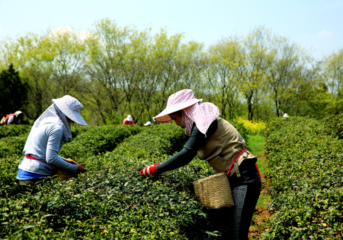 点此在新窗口浏览图片