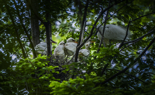 点此在新窗口浏览图片