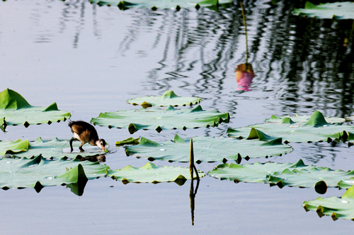 点此在新窗口浏览图片