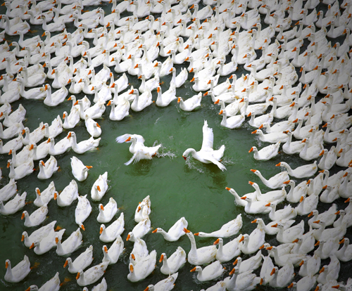 点此在新窗口浏览图片