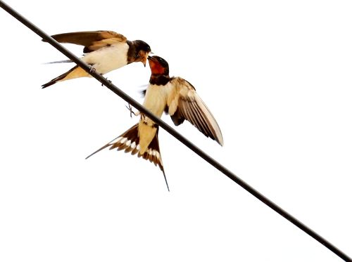 点此在新窗口浏览图片