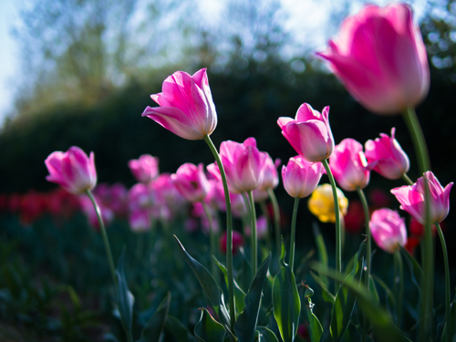 点此在新窗口浏览图片