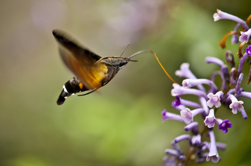 点此在新窗口浏览图片