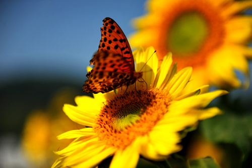 点此在新窗口浏览图片