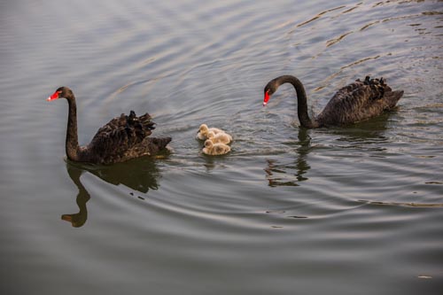 点此在新窗口浏览图片