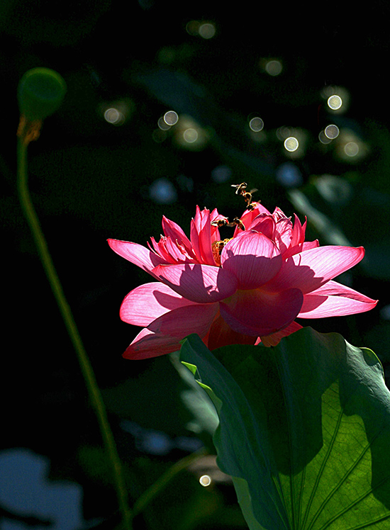 点此在新窗口浏览图片