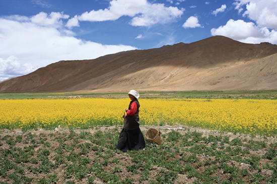 点此在新窗口浏览图片