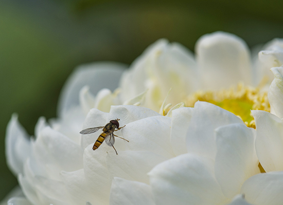 点此在新窗口浏览图片