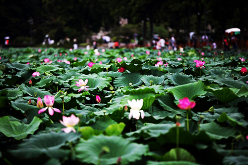 点此在新窗口浏览图片