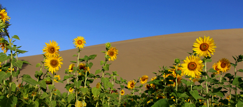 点此在新窗口浏览图片