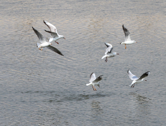点此在新窗口浏览图片