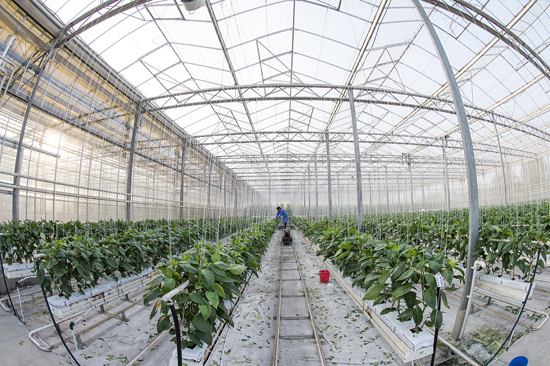 点此在新窗口浏览图片