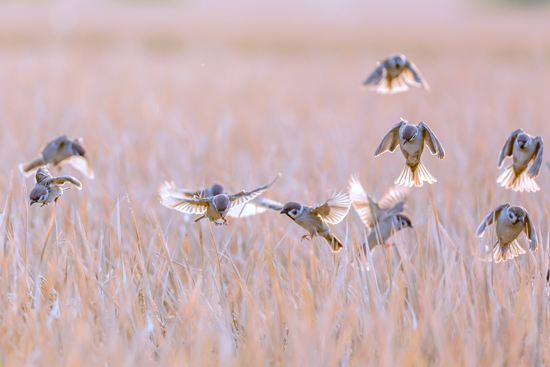 点此在新窗口浏览图片