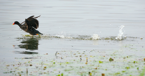 点此在新窗口浏览图片